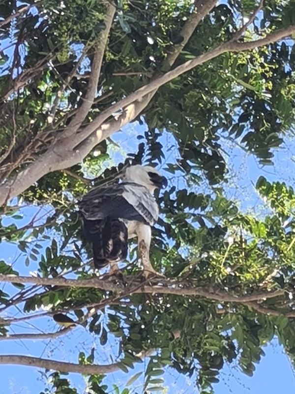 A harpia foi avistada no quintal de uma casa próximo à orla da cidade