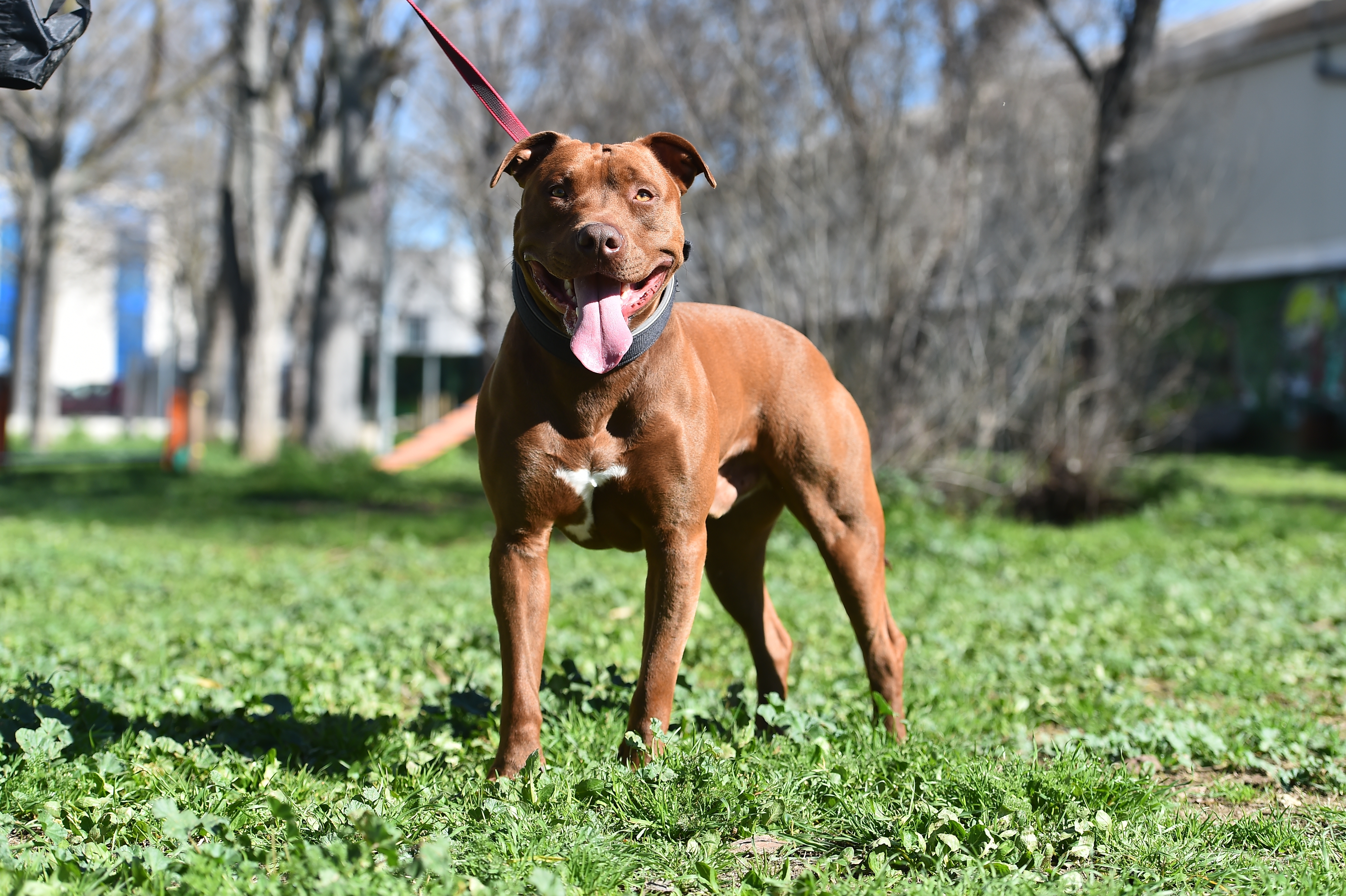  Pitbull por Shutterstock