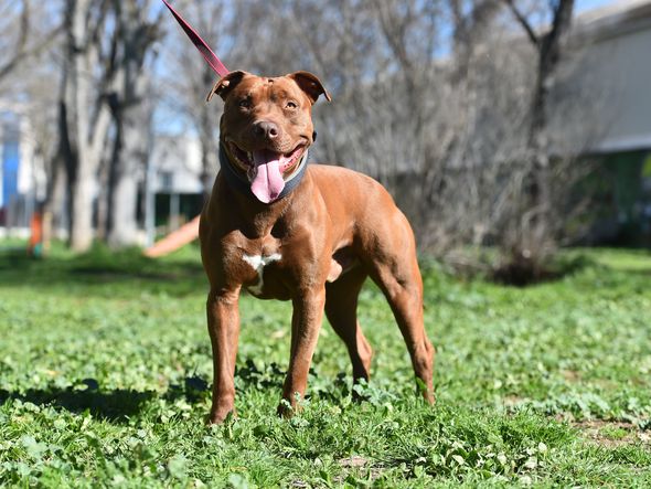 Imagem - Idosa de 80 anos morre ao ser atacada por Pitbull que cuidava em SP