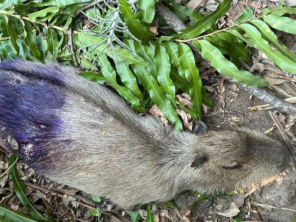 Imagem - Polícia investiga se capivaras estão sendo mortas para venda da carne em feiras no Rio