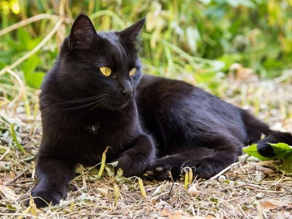 Imagem - 4 características do gato da raça bombaim