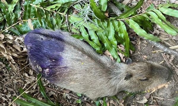 Capivara achada morta