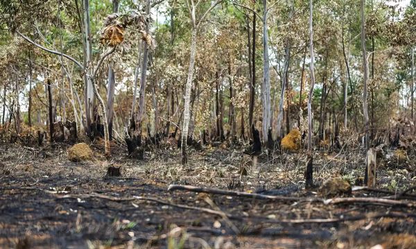 Queimadas em área de cerrado do município de Alto Paraíso