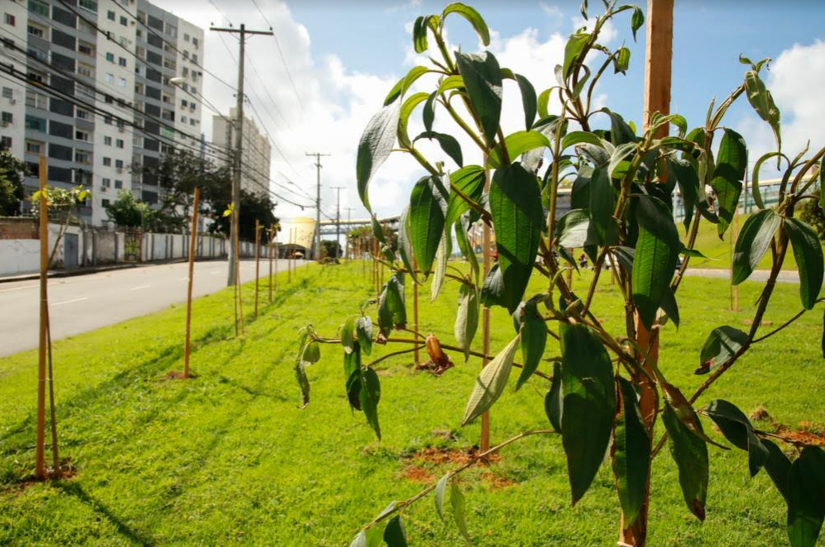 Reflorestamento em Salvador