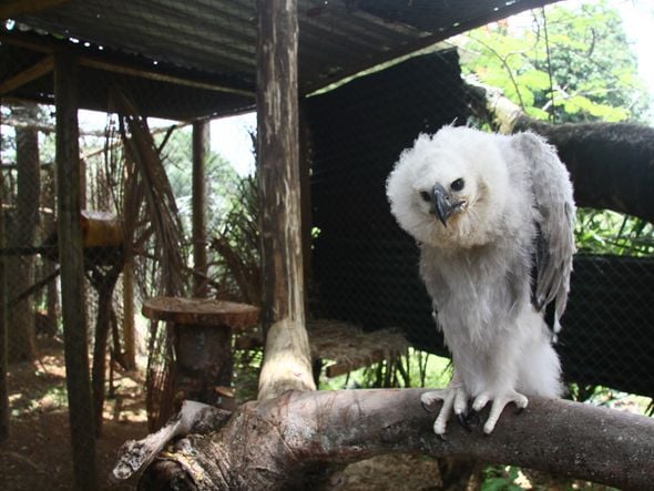 Imagem - Confira dez curiosidades sobre o Zoológico de Salvador