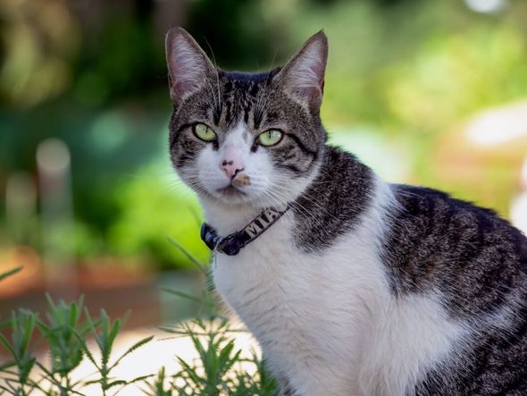 Imagem - 4 características do gato da raça american wirehair 