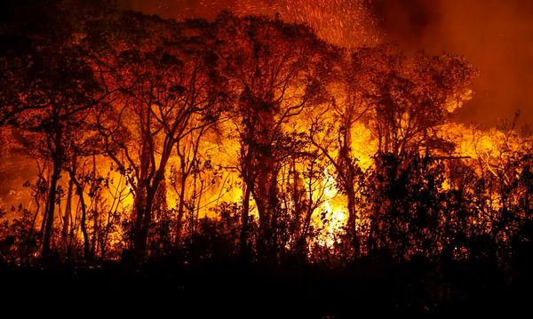 Árvores sendo consumidas pelo incêndio florestal que atige o Pantanal