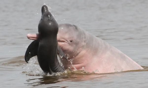 Comportamento de botos na Amazônia