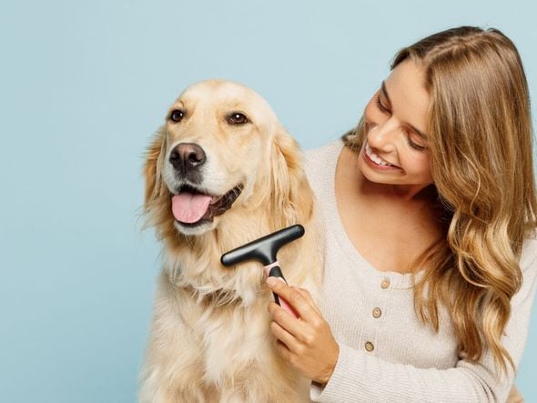 Imagem - 7 cuidados com cachorro de pelo longo 