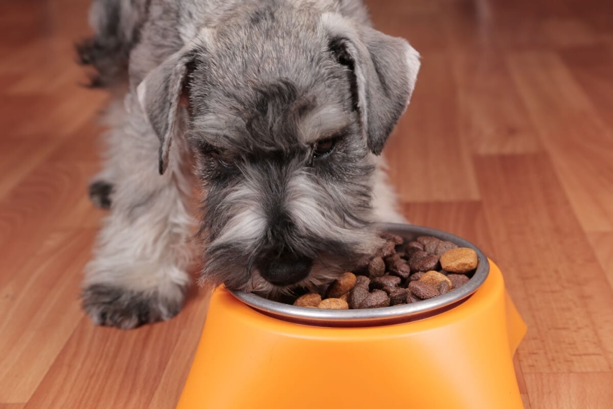 O cuidado com a alimentação é essencial para a saúde de cães obesos (Imagem: Maximilian100 | Shutterstock) por Imagem: Maximilian100 | Shutterstock