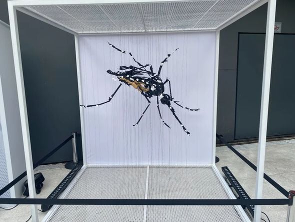 Imagem - Exposição promove conscientização contra a dengue em Salvador