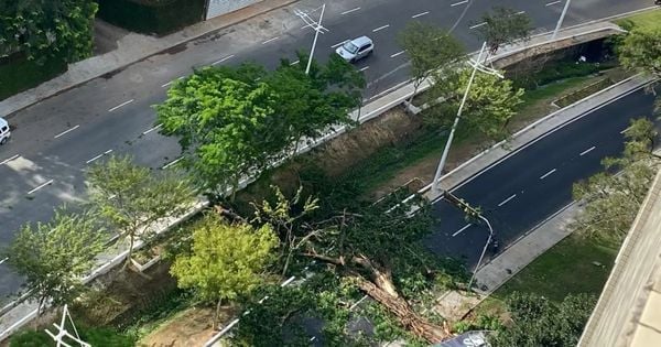 Árvore caiu na avenida Reitor Miguel Calmon