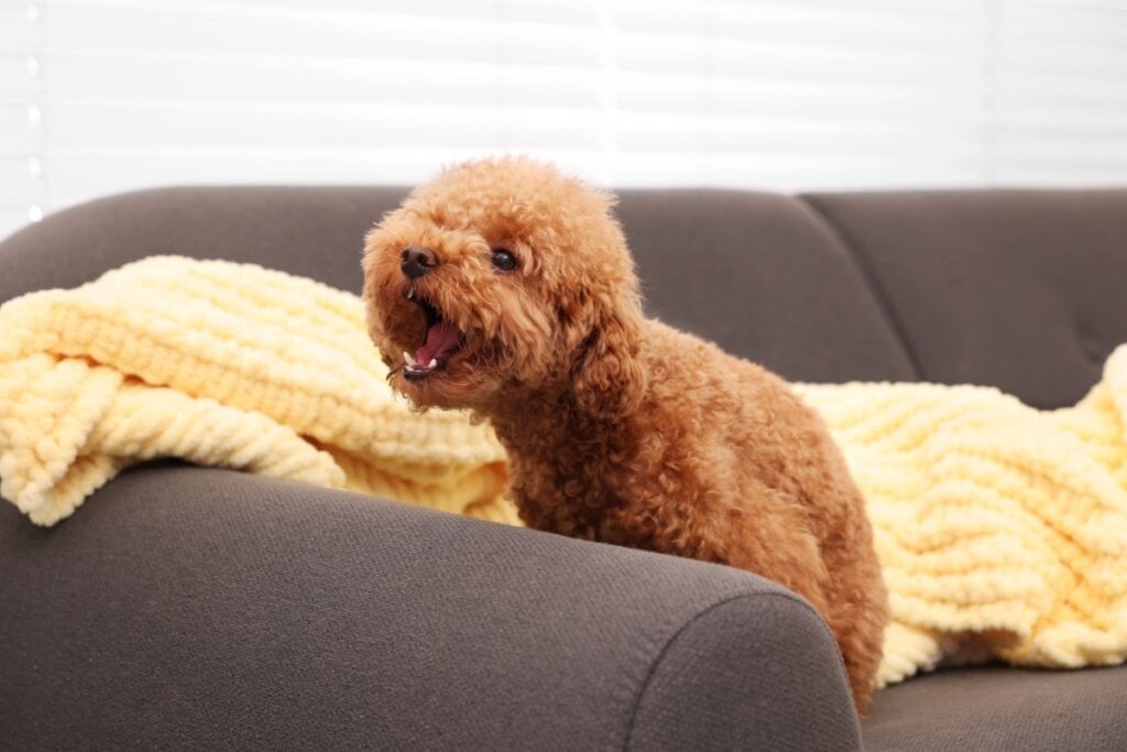 Os cães podem vocalizar mais que o normal quando estão com dor (Imagem: New África | Shutterstock) por Imagem: New África | Shutterstock
