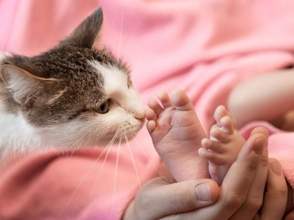 Imagem - 8 dicas para preparar o gato para a chegada do bebê 