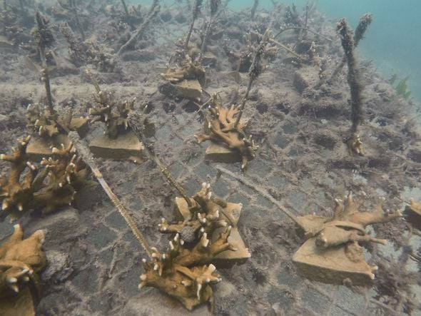 Imagem - Conheça projeto baiano que restaura corais em Vera Cruz