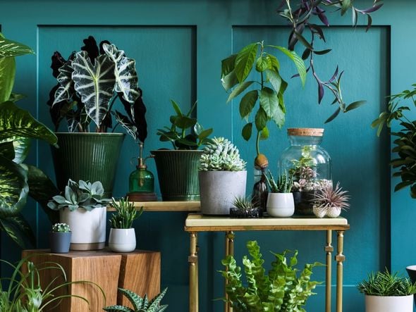 Imagem - 15 plantas para melhorar a energia da casa