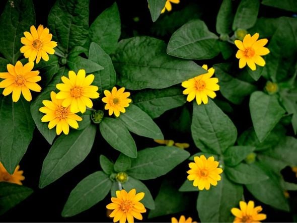 Imagem - 5 benefícios da erva arnica para saúde e como usá-la