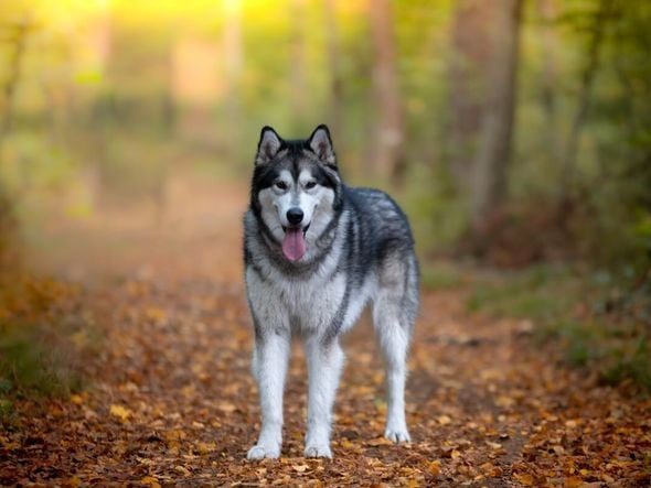 Imagem - 8 semelhanças entre o cachorro e o lobo