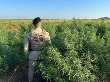 Imagem - Mais de 11 mil pés de maconha são incinerados no norte da Bahia