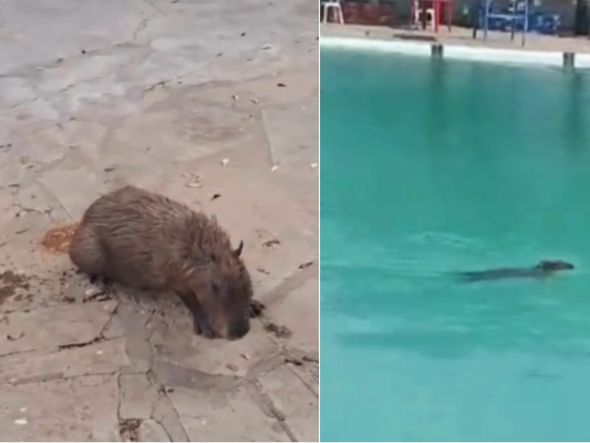 Imagem - Capivara é resgatada após entrar em piscina de clube no Sudoeste baiano