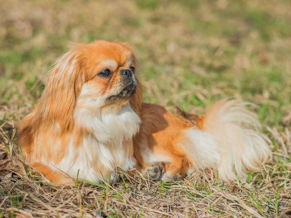 Imagem - 4 características do cachorro da raça pequinês