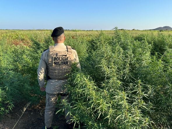 Imagem - 10 mil pés de maconha são incinerados no interior da Bahia