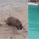 Imagem - Capivara é resgatada após entrar em piscina de clube no Sudoeste baiano