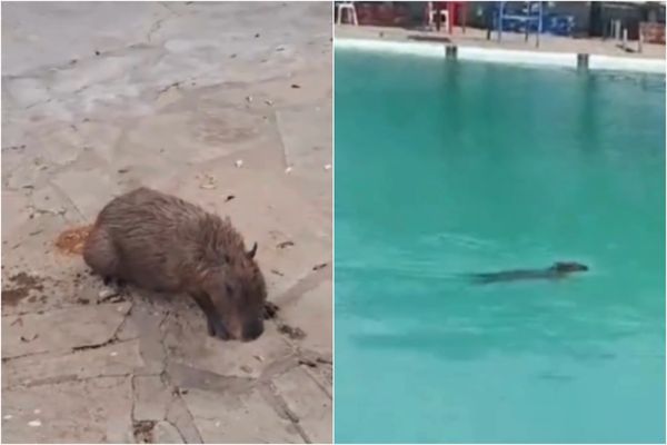 Capivara foi retirada de piscina