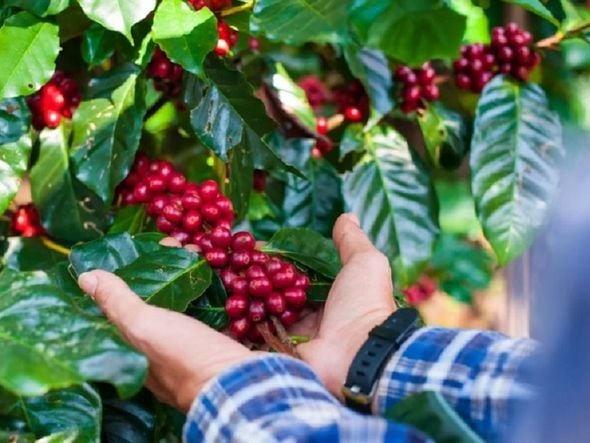 Imagem - Café da Chapada Diamantina recebe selo 'Denominação de Origem'; entenda