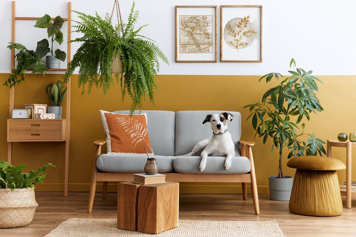 Algumas plantas podem ser perigosas para cães e gatos (Imagem: Followtheflow | Shutterstock) por Imagem: Followtheflow | Shutterstock