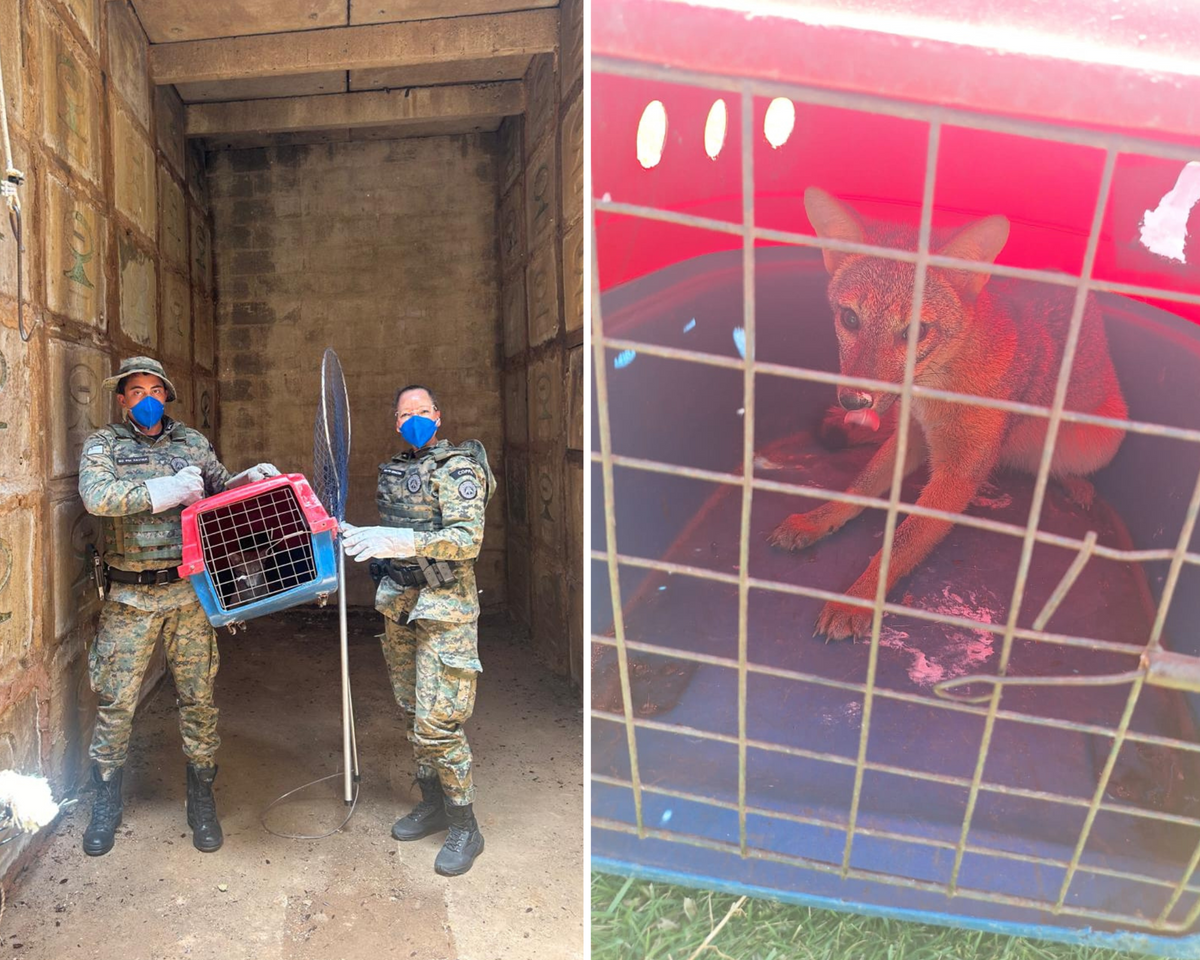 Polícia resgata cachorro do mato