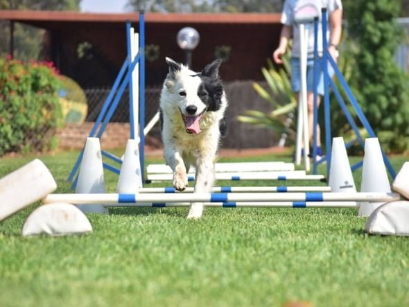 Imagem - 8 raças de cachorro mais inteligentes do mundo