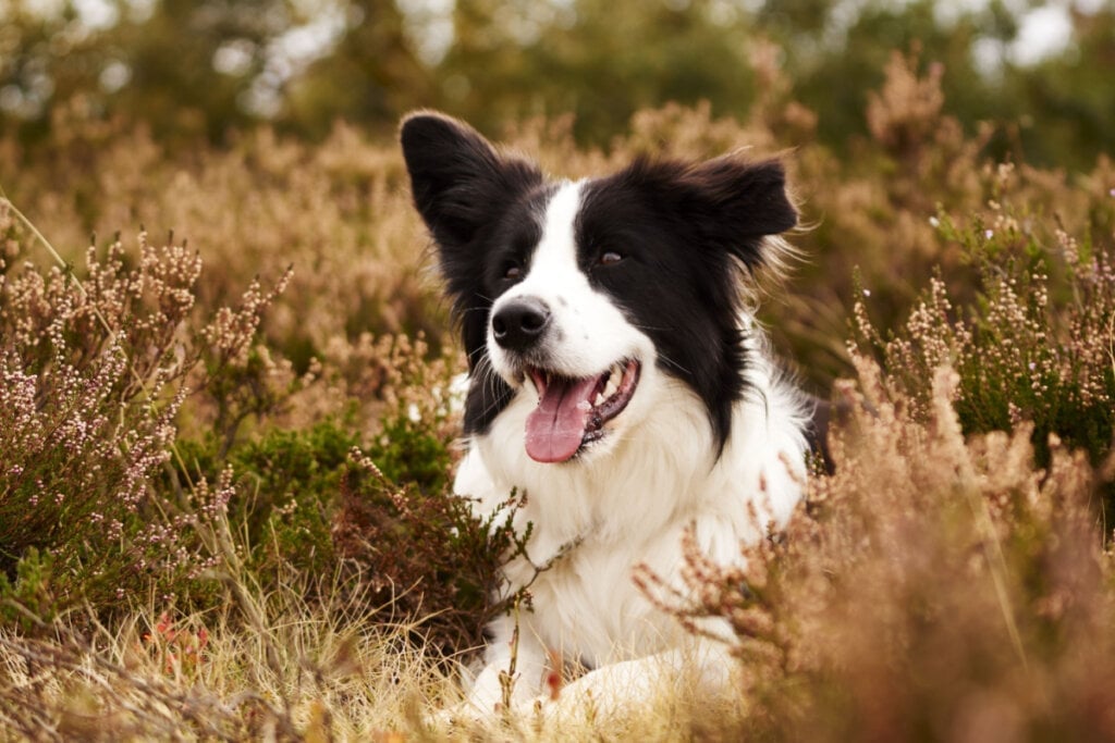 O border collie é considerado o cachorro mais inteligente do mundo (Imagem: LSphotoCZ | Shutterstock) por Imagem: LSphotoCZ | Shutterstock