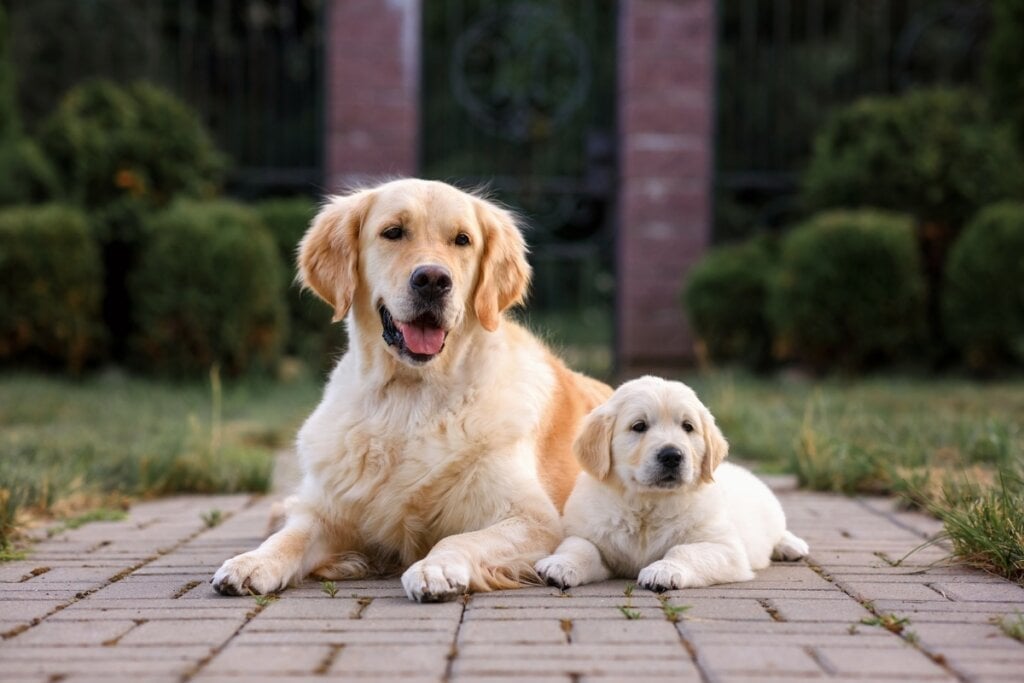 O golden retriever é um cachorro que, devido à inteligência, é muito utilizado como cão-guia (Imagem: Nikaletto | Shutterstock) por Imagem: Nikaletto | Shutterstock