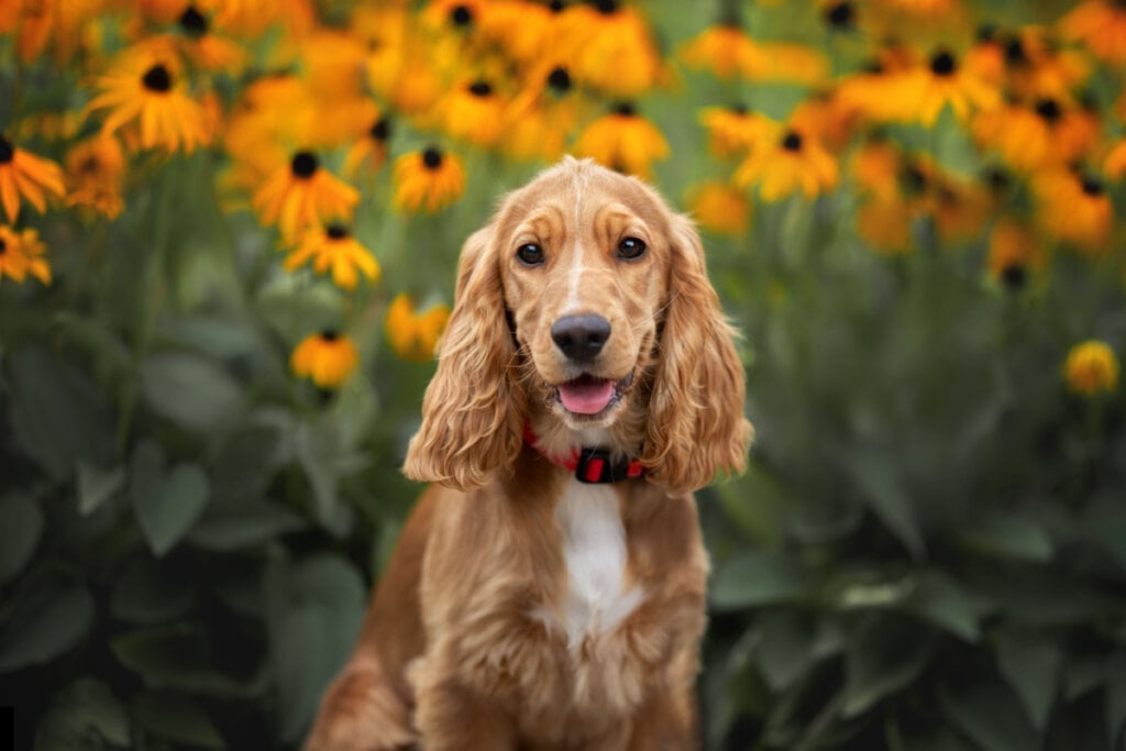 O cocker spaniel é bastante sociável e se adapta bem a diferentes ambientes (Imagem: otsphoto | Shutterstock) por Imagem: otsphoto | Shutterstock