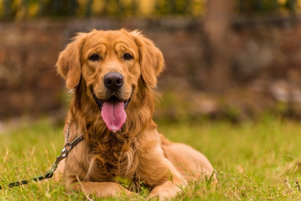 O golden retriever é um cachorro de temperamento dócil e carinhoso (Imagem: neelsky | Shutterstock) por Imagem: neelsky | Shutterstock