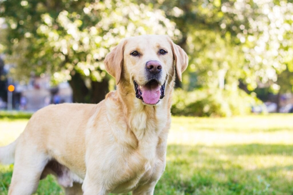 O labrador retriever é um cachorro inteligente e sociável, ótimo para tutores iniciantes (Imagem: sanjagrujic | Shutterstock) 