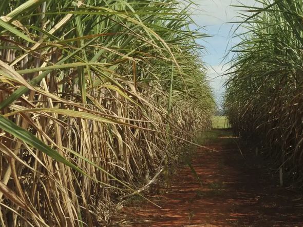 Imagem - Seca extrema derruba produtividade de cana e usinas antecipam colheita