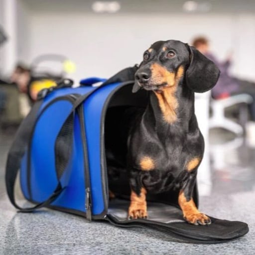 Cachorro no aeroporto