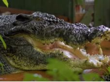 Imagem - Na Austrália, morre o maior crocodilo em cativeiro do mundo