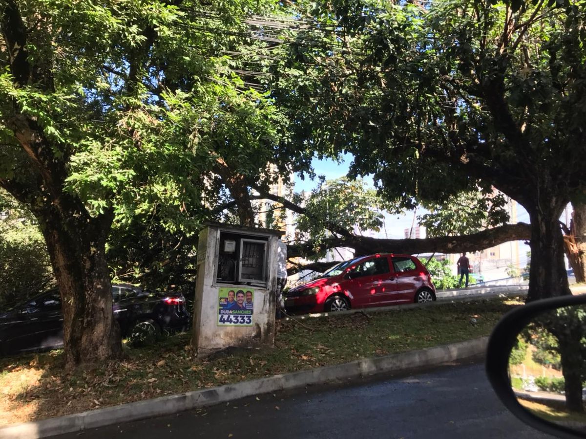 Correio Newspaper | A large tree branch falls and hits cars in the Federation