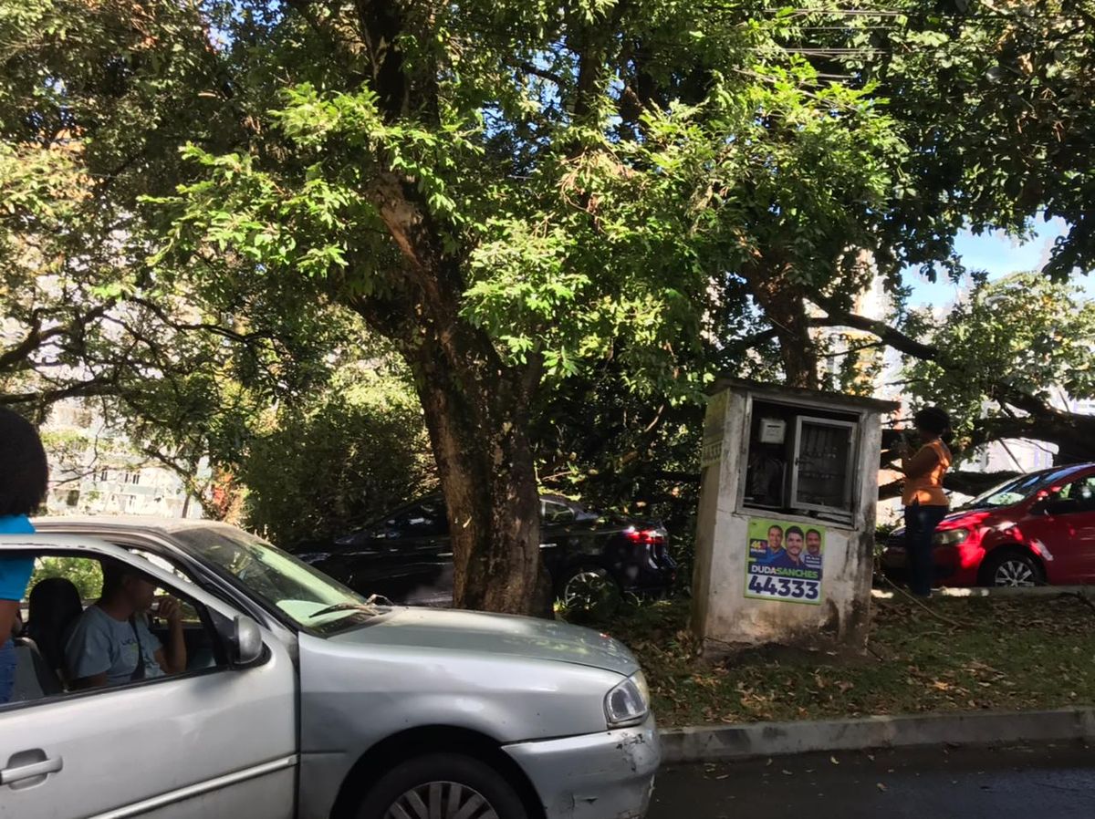 Carros são atingidos por galho de árvore