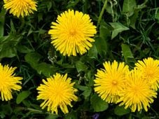 Imagem - A 'erva daninha' que reduz o inchaço no corpo e limpa o fígado