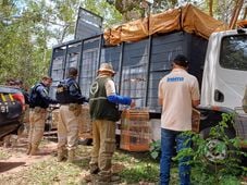 Imagem - Quase mil animais silvestres são resgatados na Chapada Diamantina