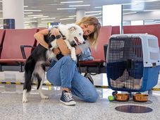 Imagem - Saiba qual infração com pets pode terminar em multa de quase R$ 200