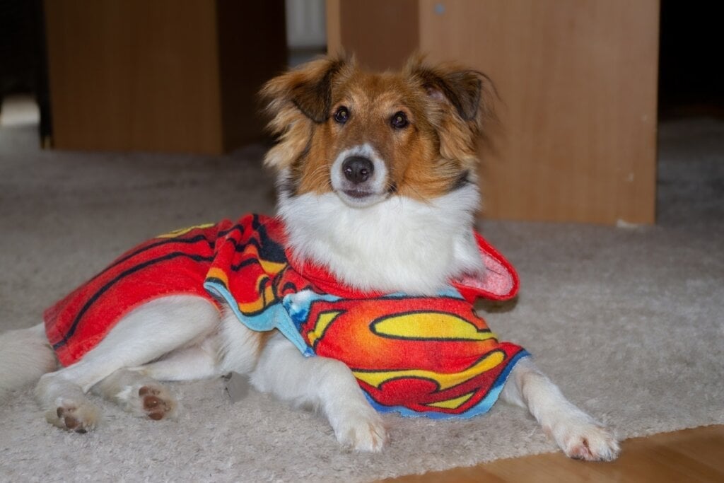 Clark é o nome ideal para cães de personalidade dócil (Imagem: Chedko | Shutterstock)  por Imagem: Chedko | Shutterstock