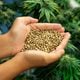 Imagem - STJ libera importação e cultivo de sementes de cannabis para fins medicinais