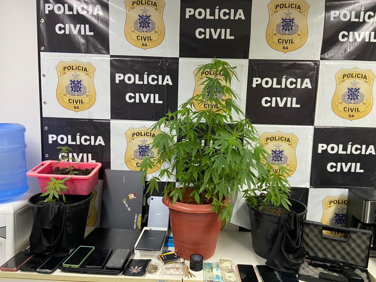 Pé de maconha foi apreendido