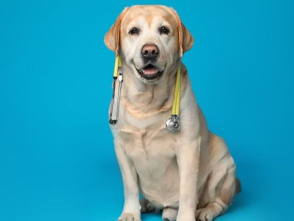 Imagem - Veja os sintomas do câncer de próstata em cachorros e gatos