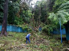 Imagem - Árvores de zoológico derrubam parte de muro da Escola de Medicina Veterinária da Ufba